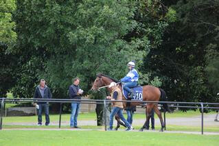 Westbury Stud’s Lot 410 (Makfi x Inara Belle) parades for prospective buyers pre-breeze up. 